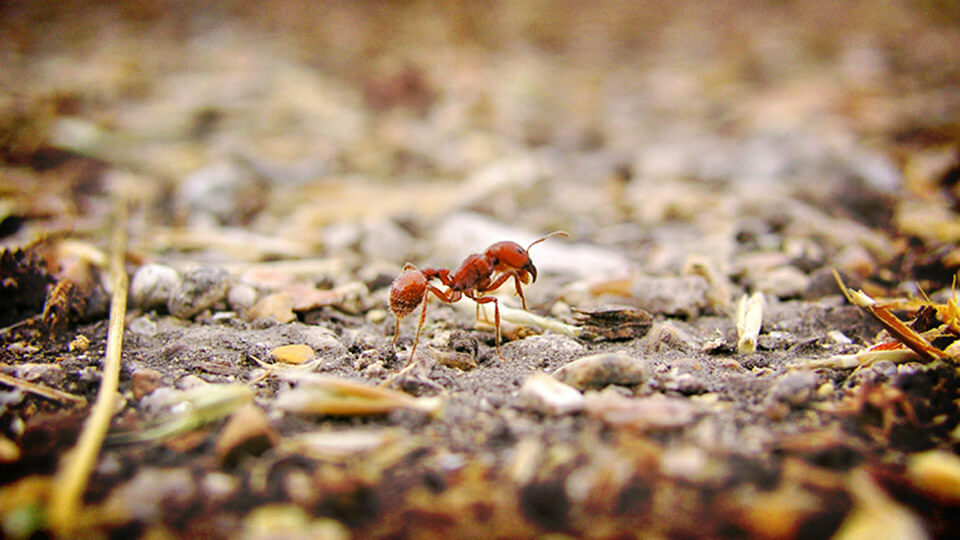 什麼情況下必須進行紅火蟻防治？