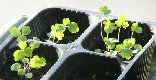 植株為什麼基部細弱？