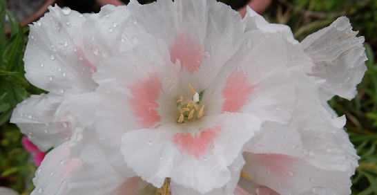 涼季花卉才有的高貴氣息