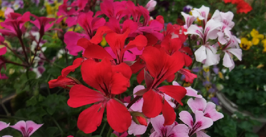 【秋播品種賞析】超優越開花性！