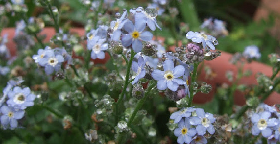 層次感花園的３種經典路線