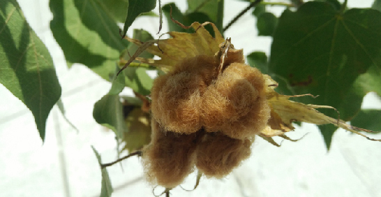 棉花採收圖輯✚球根種植大解密