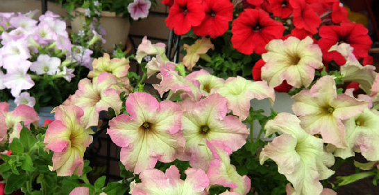 提高育成要點X園丁示範