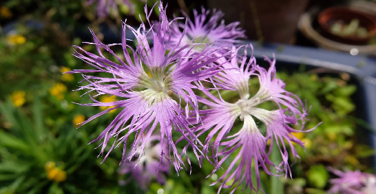 超絕美．石竹科