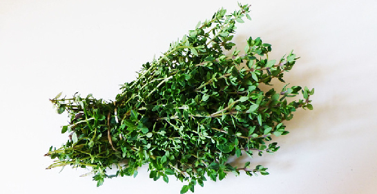 芬芳香草簡單種