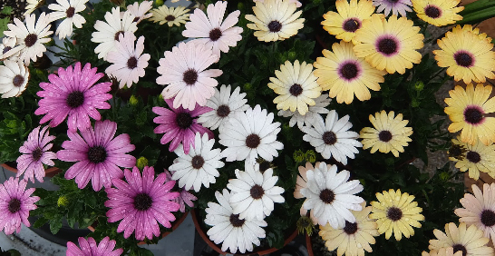 調和花園的夢幻&漸層色