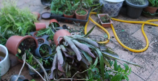 颱風季珍藏版特刊