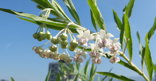 端午節包粽高手