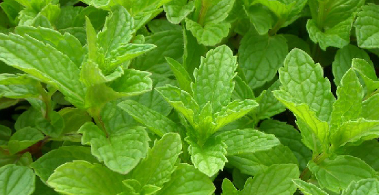 「消暑大使」清爽降溫