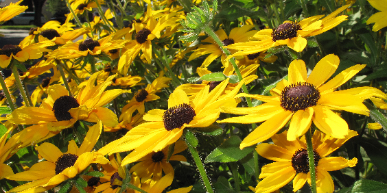 明亮耀眼系植物