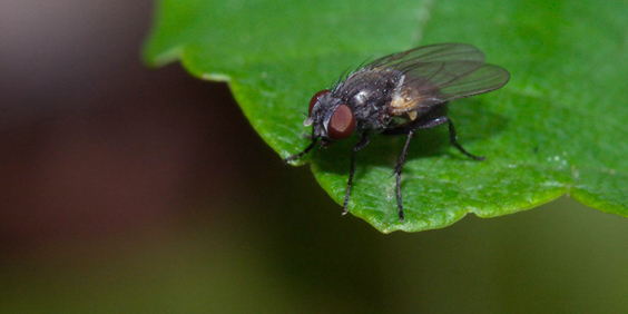 春季花園憂心「蟲」忡