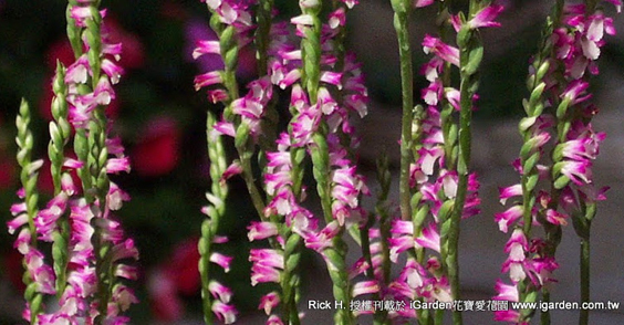 美麗的台灣原生植物