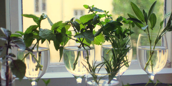 現採現摘「可食用花園」