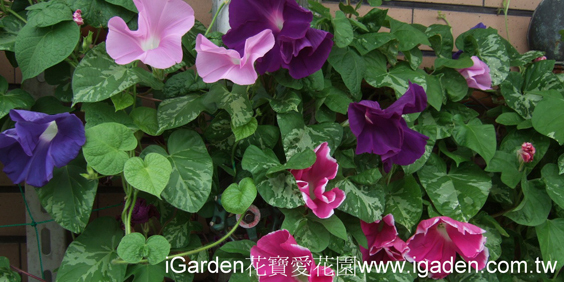 打造我的藤蔓花園