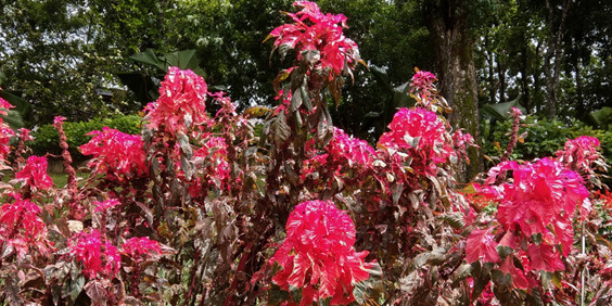 老派花園的魅力