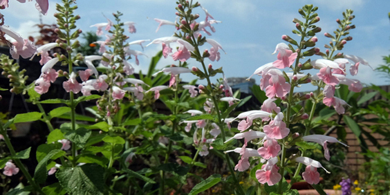 打造生生不息的花園