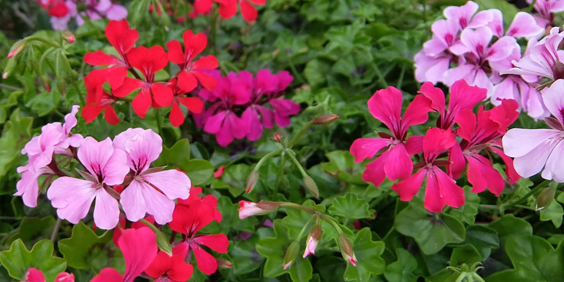 植物開花問答集