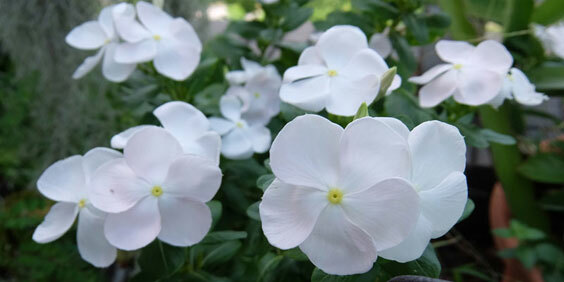 忙碌園丁的花園寶藏