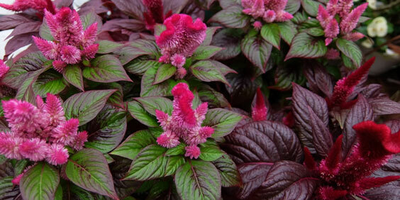 盛夏播種也能成功嗎？