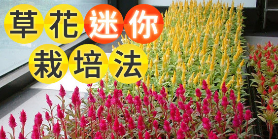 超療癒小巧繁花森林