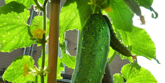 「可愛的果」盛夏好心動