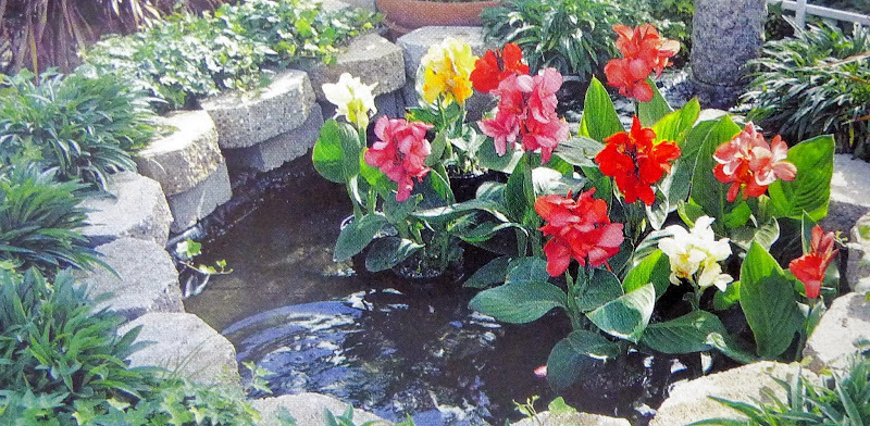 感謝梅雨☂愛水植物活躍中