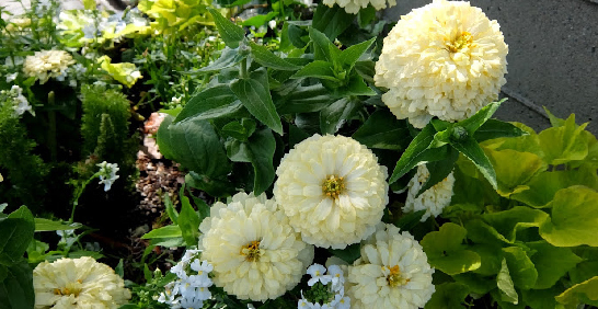 植物中的酷暑救星！
