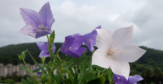 清新柔和的花卉，也能在盛夏大放異彩！