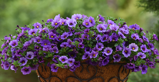 激發浪漫想像的吊盆植物