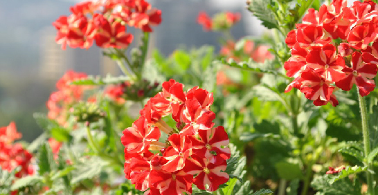 三種風格的花球植物