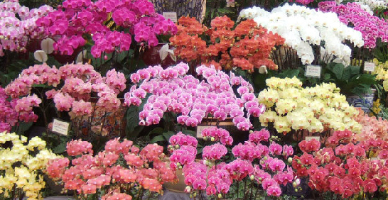 春節「犇」向吉祥應景植物～