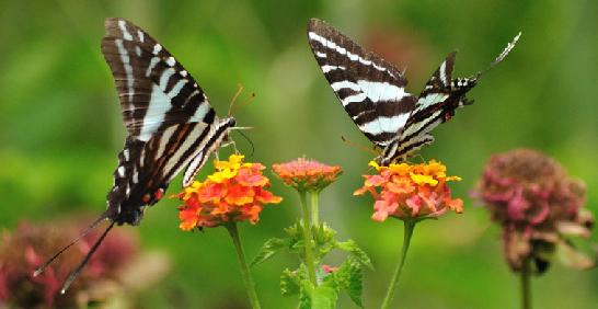 招蜂引蝶迎春天
