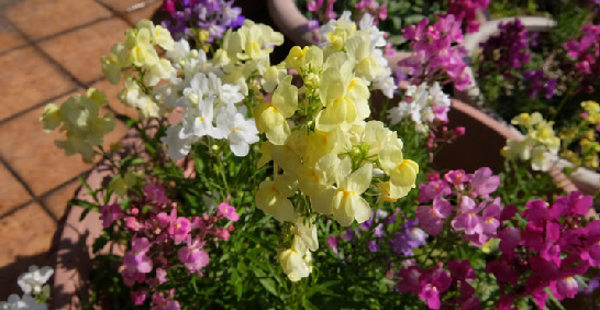 傾聽植物的心聲