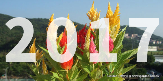 2017 iGarden 花園報