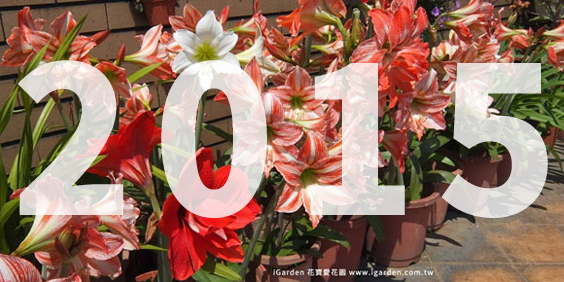2015 iGarden 花園報