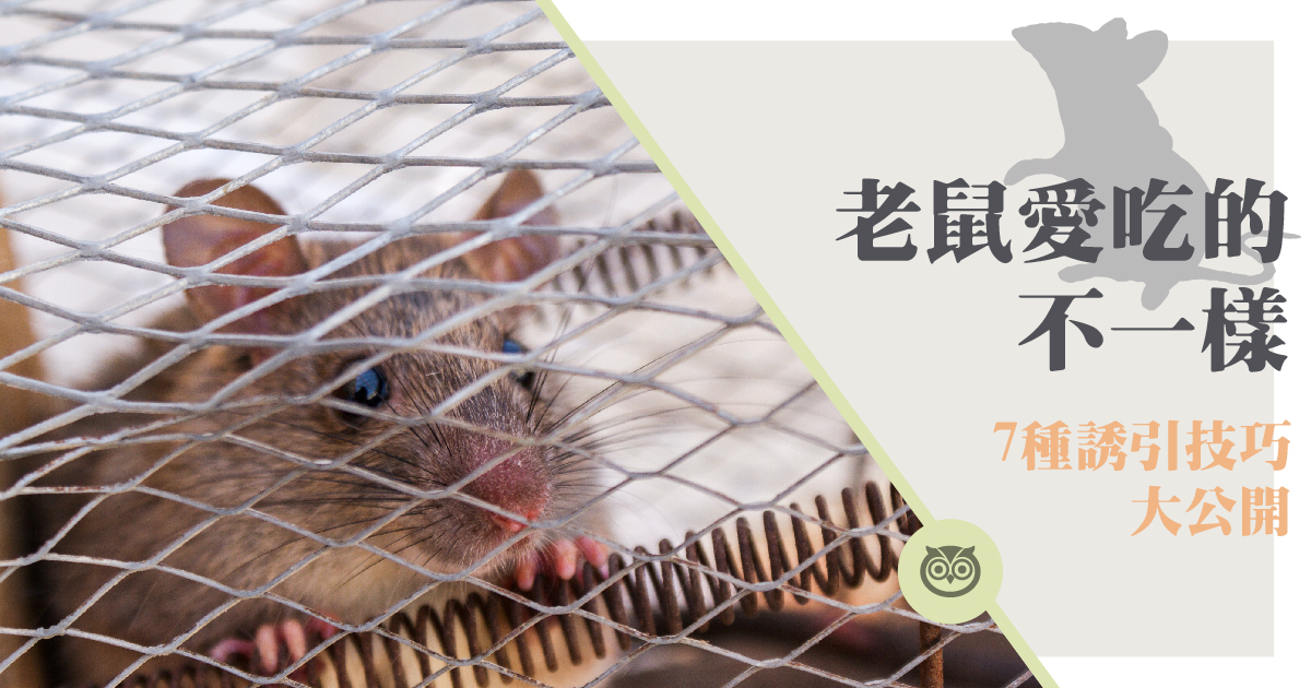 老鼠愛吃什麼？該準備什麼食物讓老鼠上鉤？