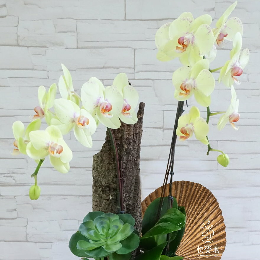 幽境花園 I 蘭花盆栽    OP190355