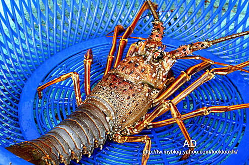 澳洲/菲律賓龍蝦