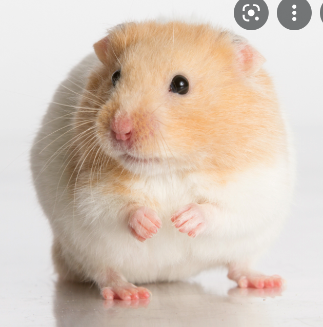 ada