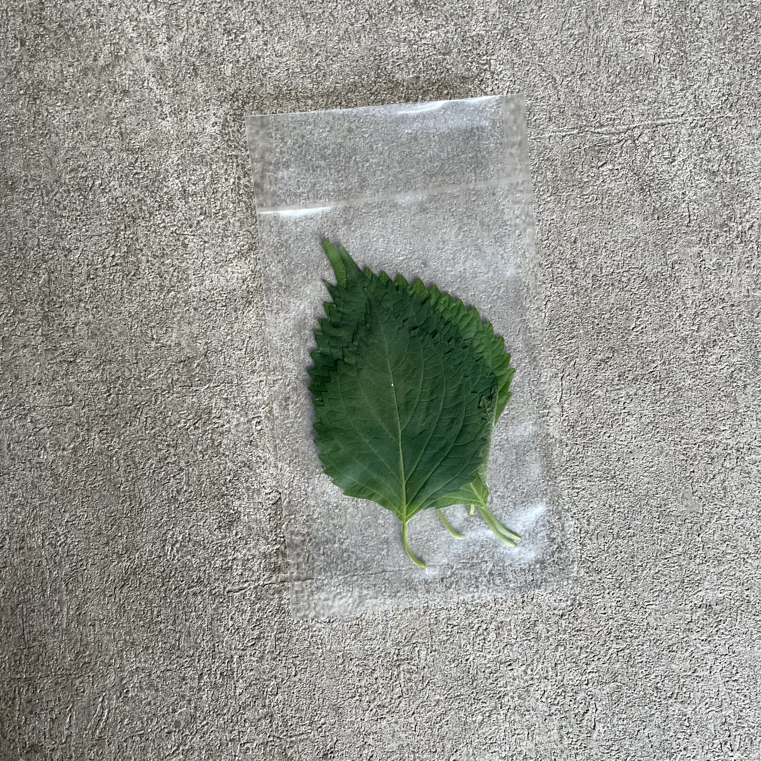 紫蘇葉_綠色(5片)