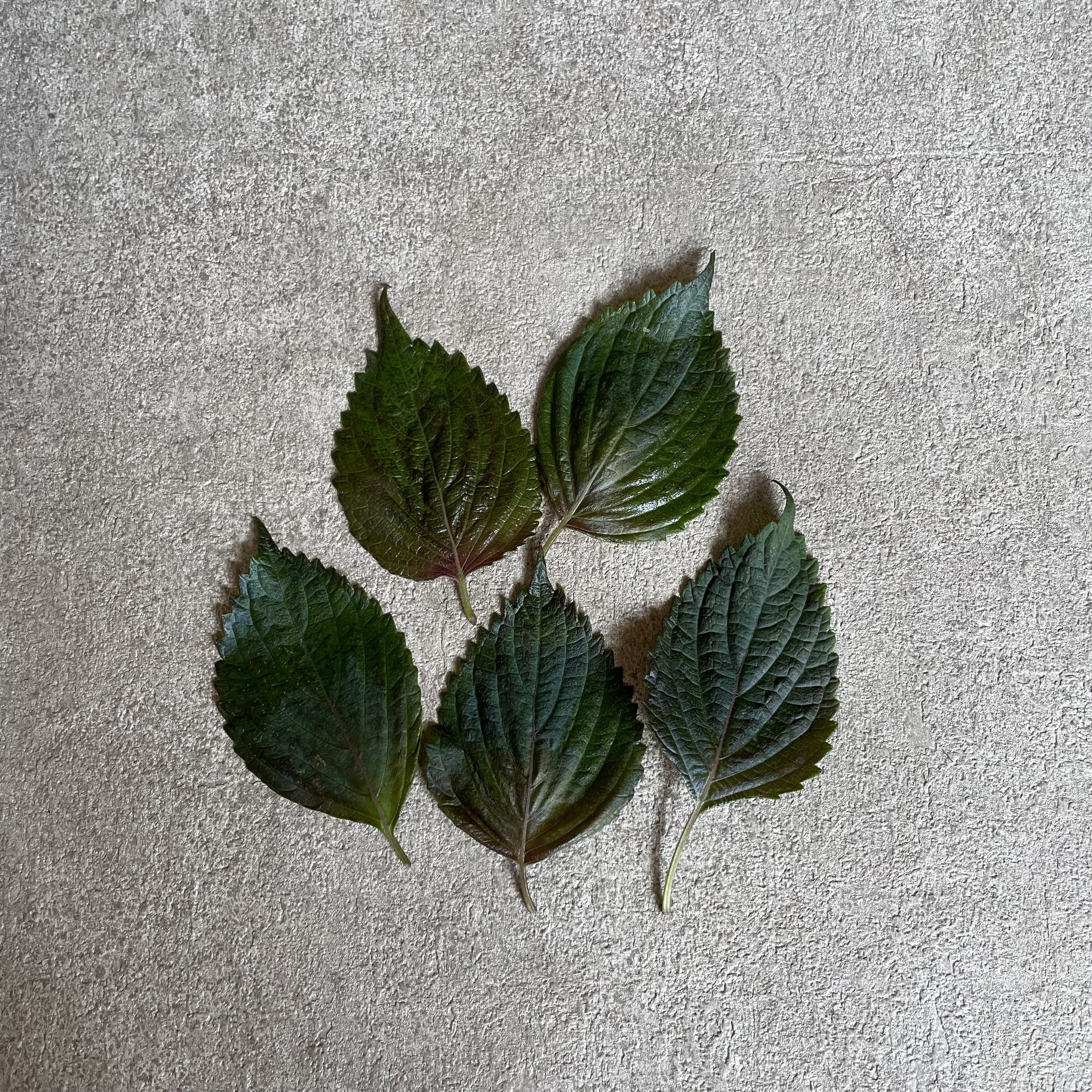 紫蘇葉_綠色(5片)