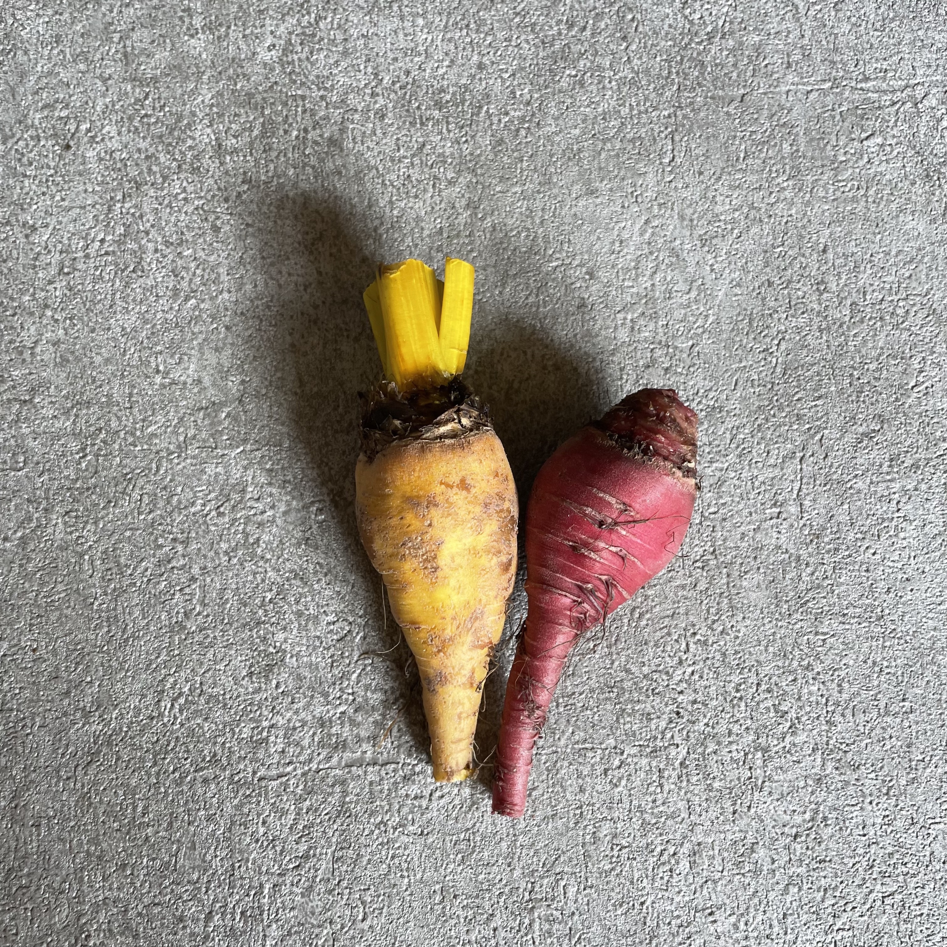 糖果甜菜根(2根)