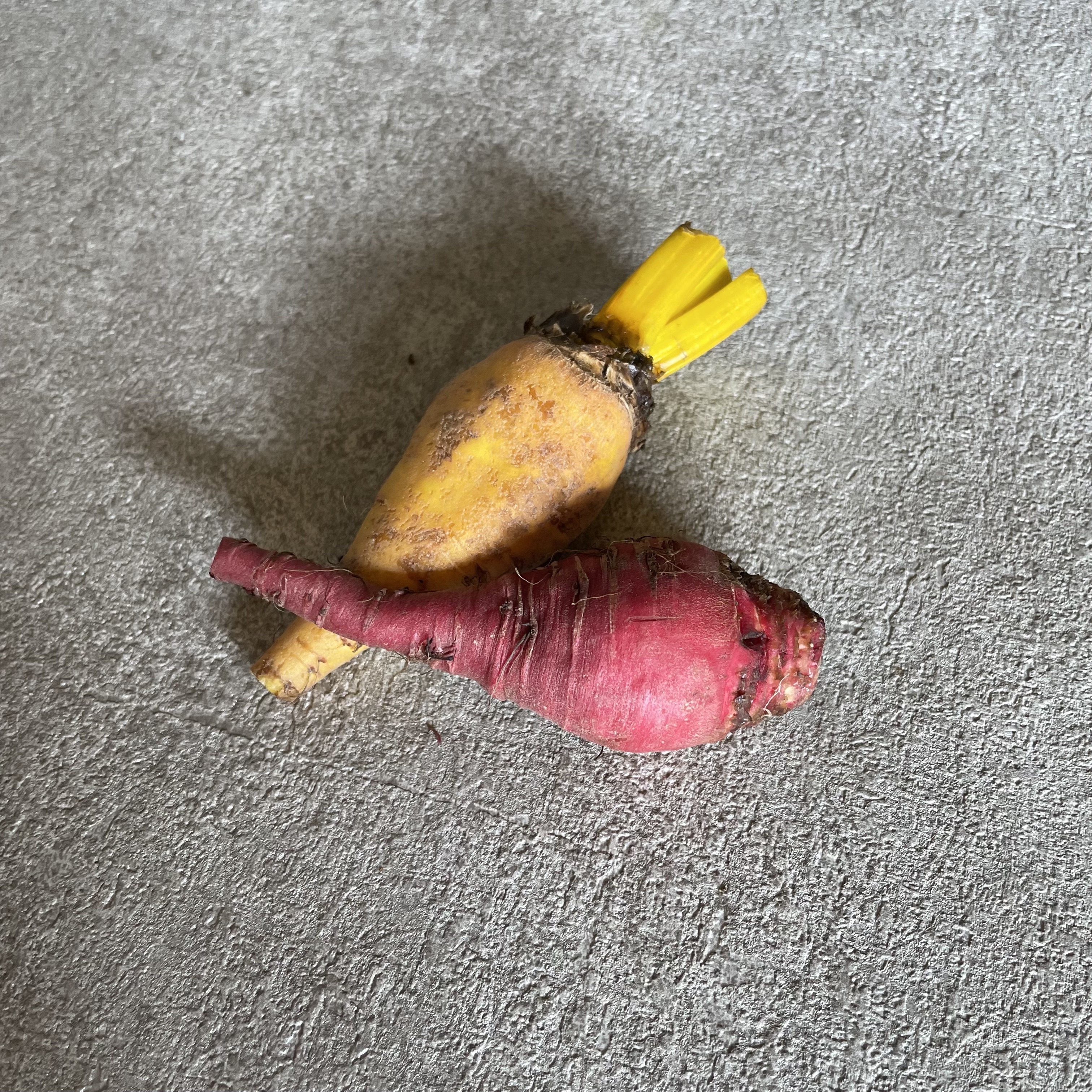 糖果甜菜根(2根)