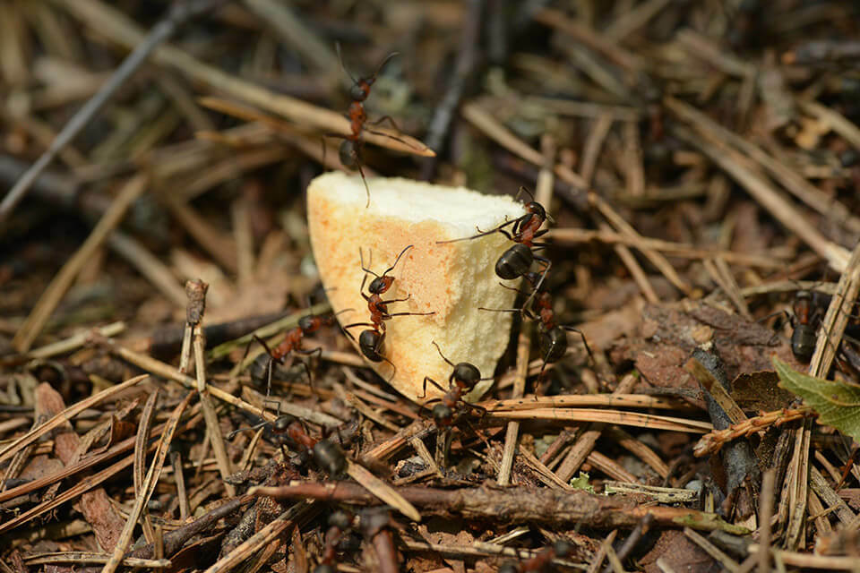 螞蟻為什麼怕硼砂？硼酸或硼砂除螞蟻原理是…