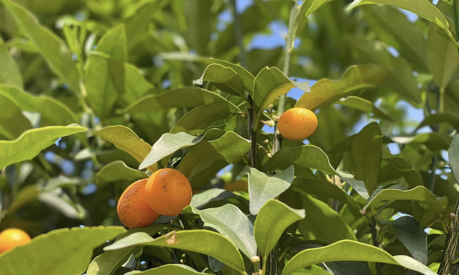 kumquat Essential oil