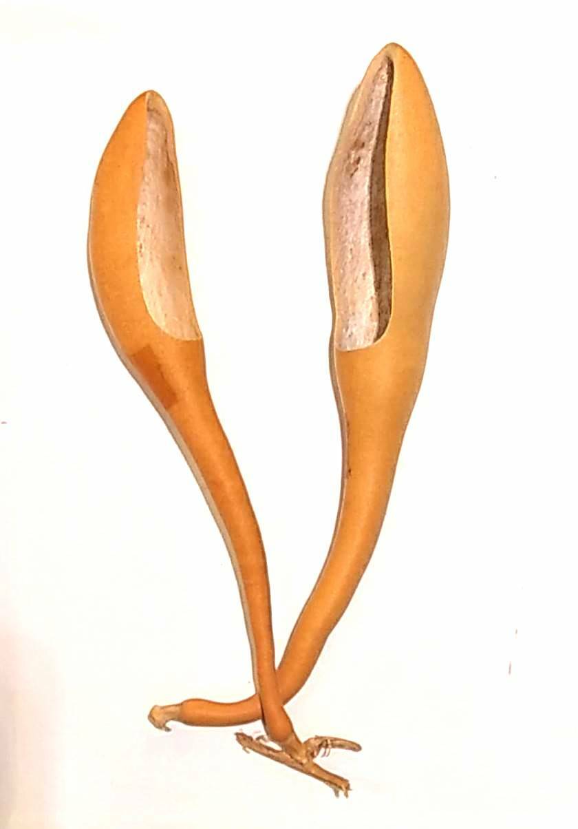 淺色長柄葫蘆瓢/勺/茶匙造