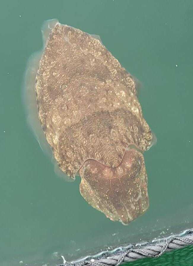 Local-farmed Cuttlefish (For Cooking) (170g-220g)