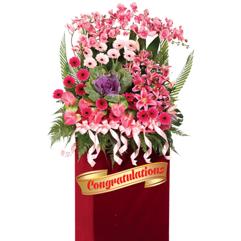 HCB01 ⭐⭐⭐⭐⭐Free  Delivery