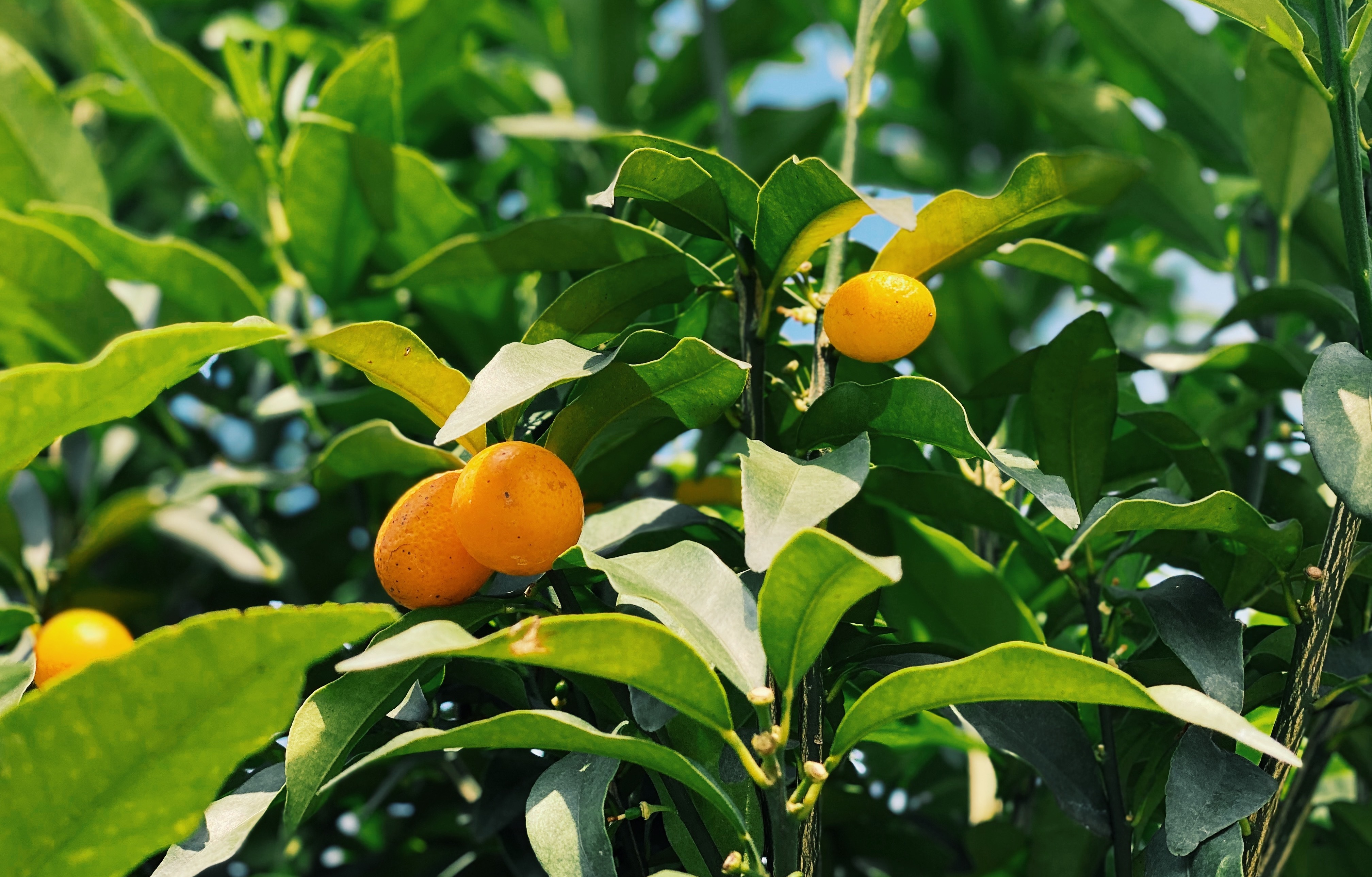 kumquat