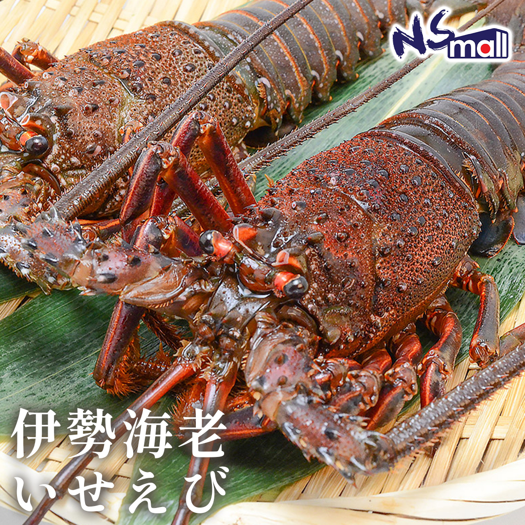 伊勢海老(龍蝦) 約300-500g/隻